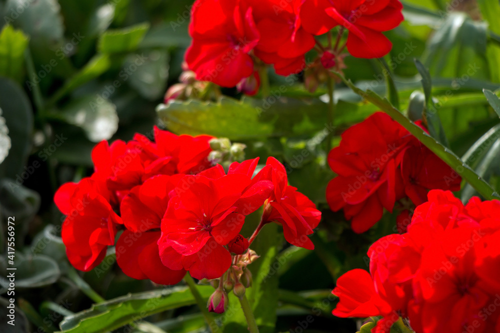 Beautiful red flowers growing on the lawn Beautiful red flowers growing on the lawn