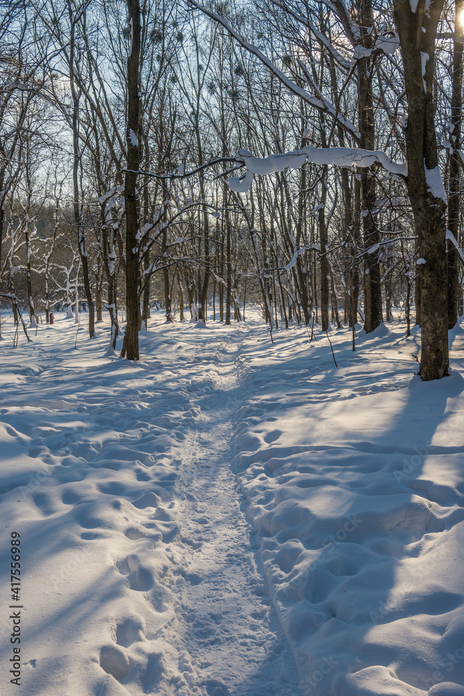 Sunny day in the frosty forest in the winter season. Landscape with forest and perfect sunlight with snow and clean sky. Beatuful contrast of snow shapes and shadows Sunny day in the frosty forest in the winter season. Landscape with forest and perfect sunlight with snow and clean sky. Beatuful contrast of snow shapes and shadows