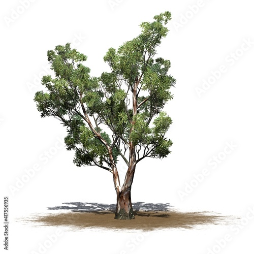 Red Gum tree on sand area with shadow on the floor - isolated on white background - 3D Illustration