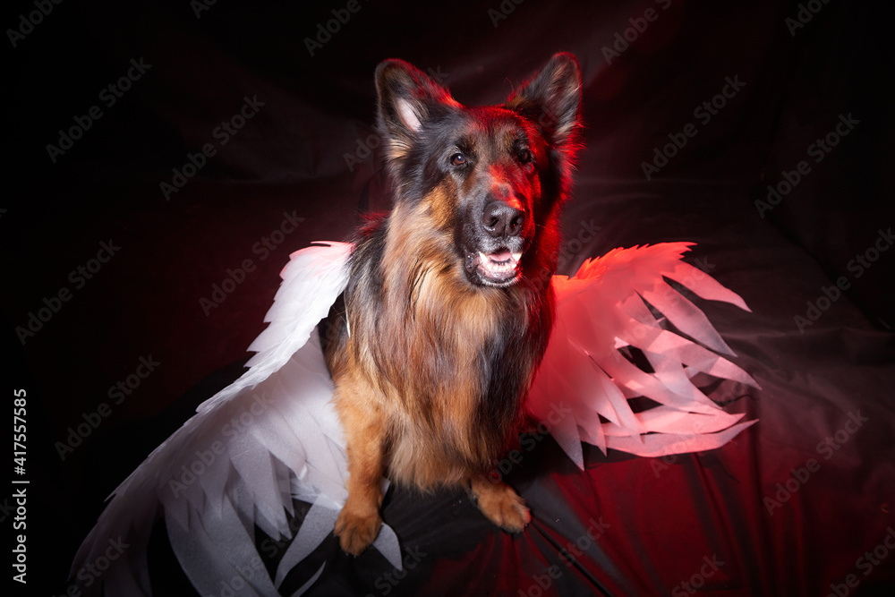 Dog German Shepherd with white angel wings in front of black background ...