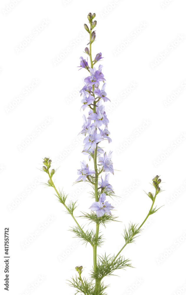Naklejka premium Light lilac Delphinium isolated on white background.
