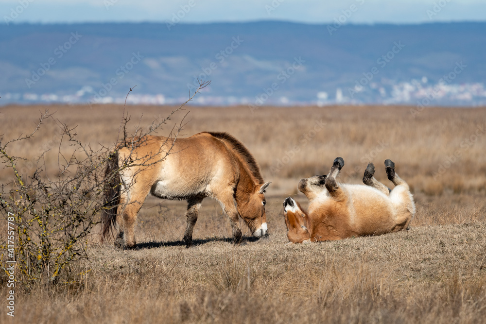 Two Przewalski horses on a meadow near Neusiedler See Two Przewalski horses on a meadow near Neusiedler See