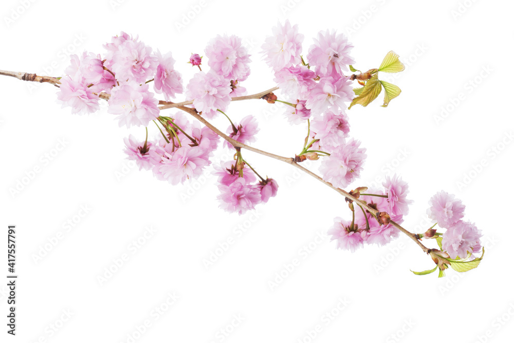  Branch of Sakura isolated on white background.