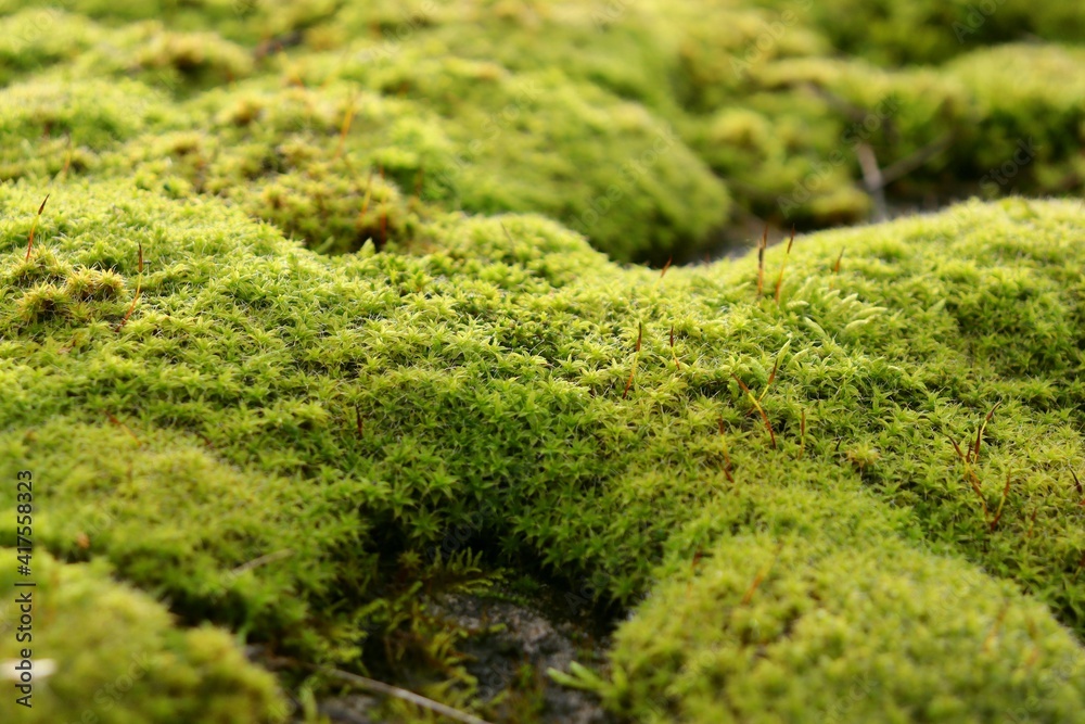 Green moss close-up, macro photography. Screen Saver Green moss close-up, macro photography. Screen Saver