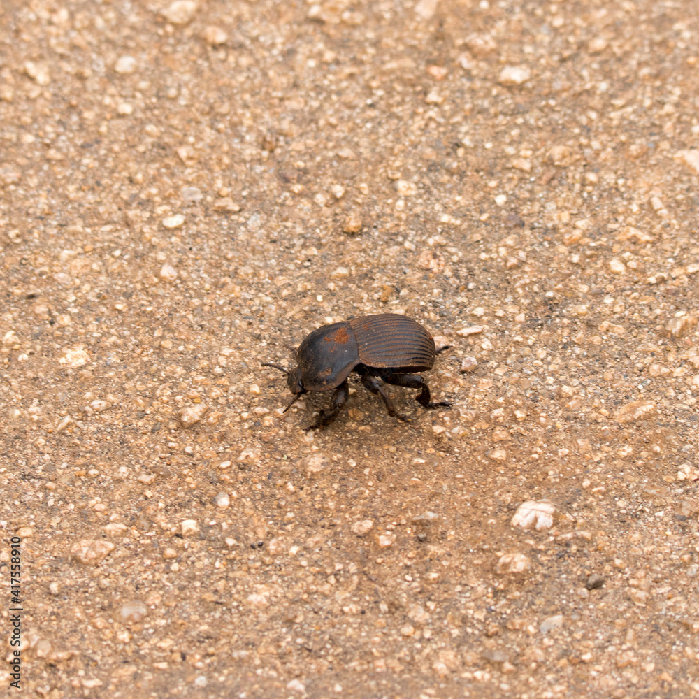 Kruger National Park: Dung beetle Kruger National Park: Dung beetle