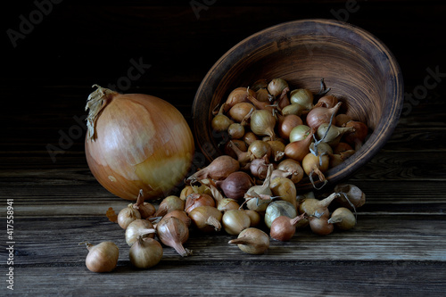 Small bulbs for planting in the ground.