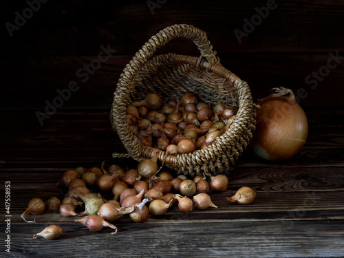 Small bulbs for planting in the ground.