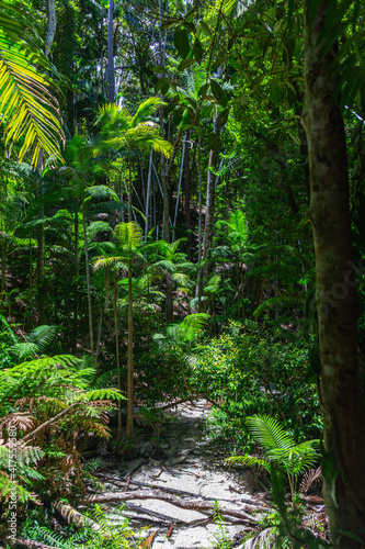 Rainforest on Fraser Island in Queensland, Australia