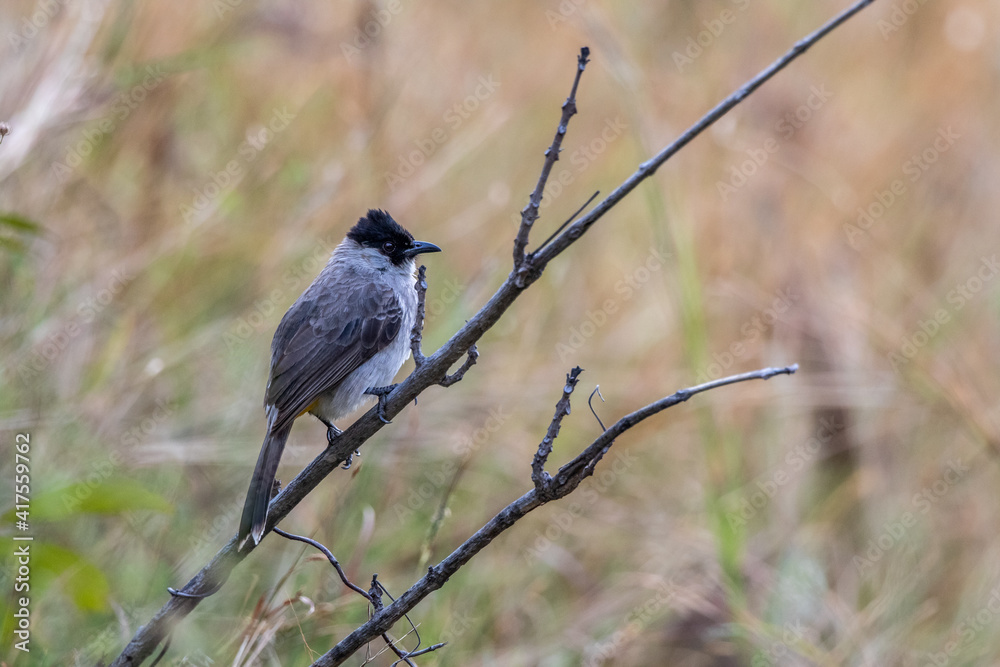 In natural behavior Sooty-headed bulbul In natural behavior Sooty-headed bulbul