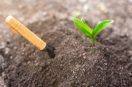 World soil day concept Promote the increase of oxygen in the air. Planting trees back into the forest, creating awareness of the forest, the soil in the hand, the seedlings that grow from fertile soil