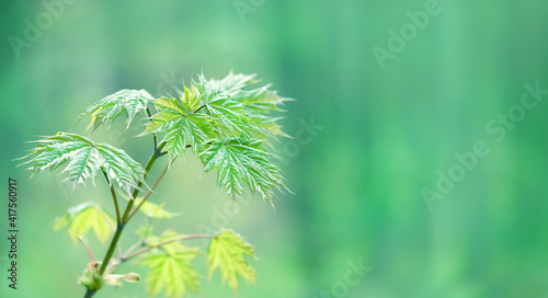 young spring maple tree. Nature background with green maple leaves on branch. spring season in forest. copy space