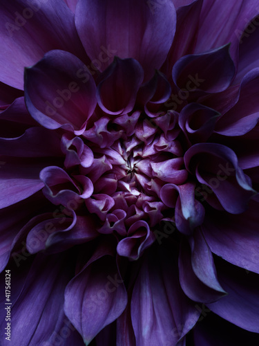 Macro of purple dahlia. Abstract floral macro photography