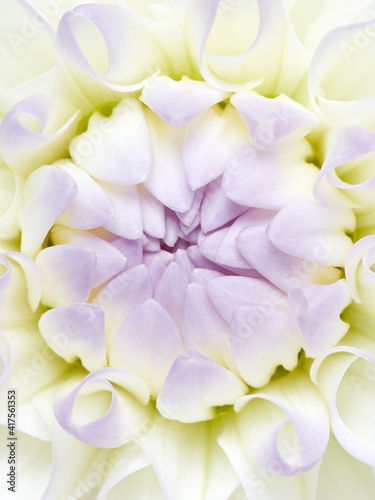 Macro shot of white dahlia flower