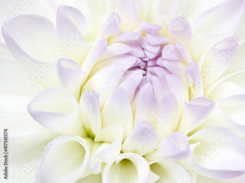 Macro shot of white dahlia flower