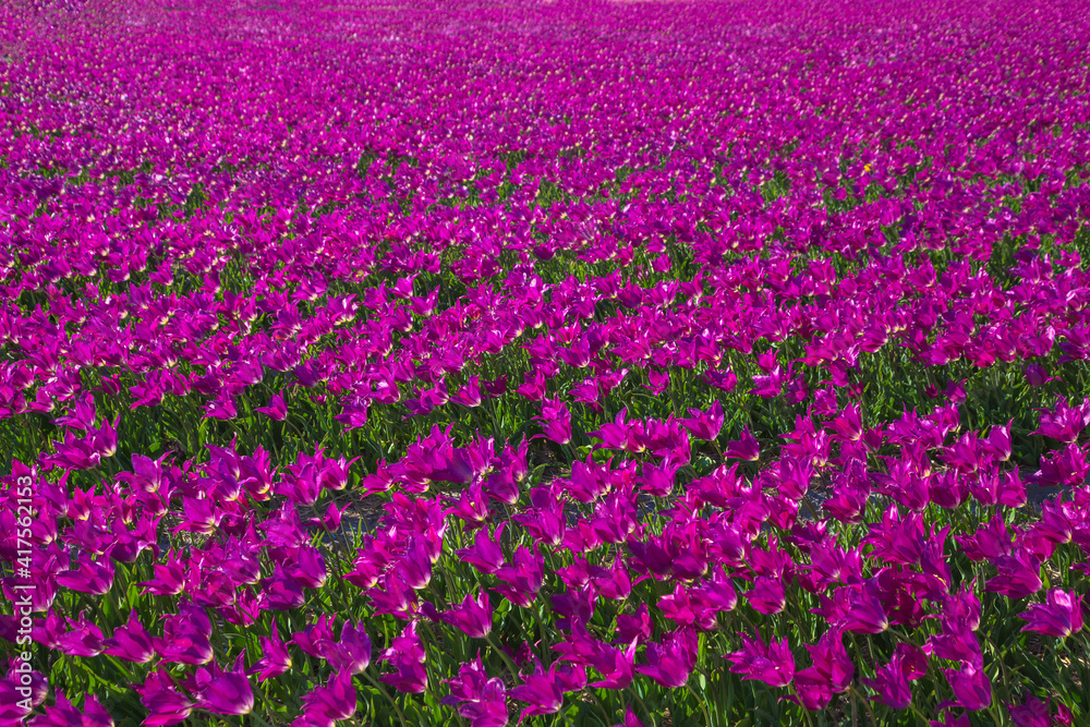 Spring tulip field. Bright colorful spring flowers tulips.