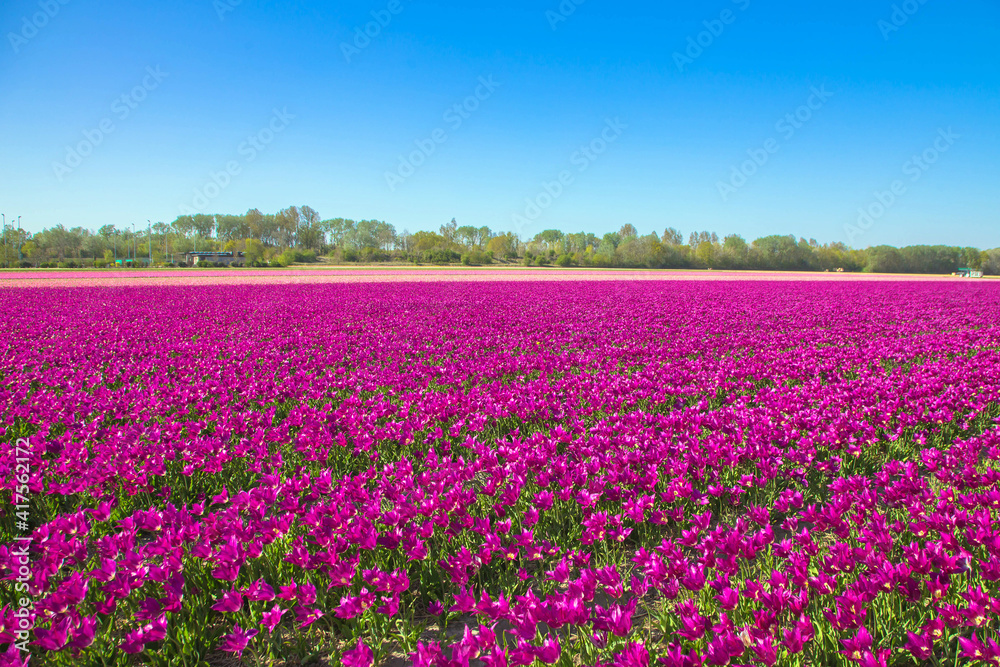 Spring tulip field. Bright colorful spring flowers tulips.