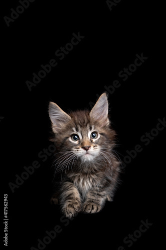 cute and curious maine coon kitten looking at camera isolated on black background