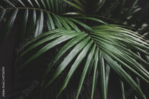 close-up of palm leaves from a plants in pots indoor by the window shot at shallow depth of field © faithie