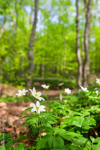 Wood anemone in a spring woodland