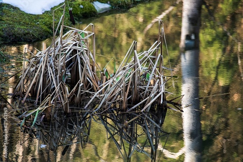 Sich spiegelndes Schilfgras an einem Teich - Schöne Reflektionen an einem Biotop - Detailaufnahme photo