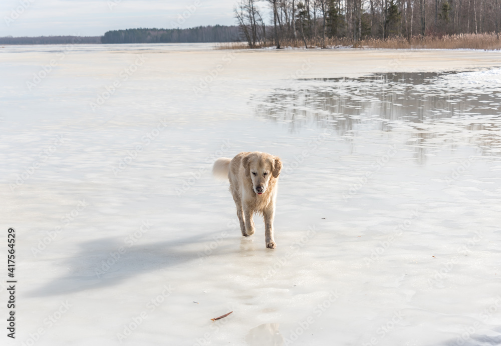 White Golden Retriever on a Frozen Lake in Latvia