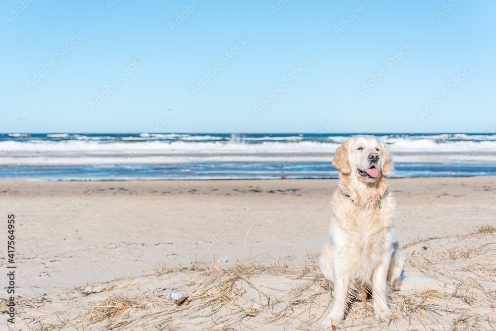 White Golden Retriever on a Frozen Beach in Latvia White Golden Retriever on a Frozen Beach in Latvia