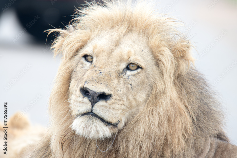 Kruger National Park: portrait of a male lion Kruger National Park: portrait of a male lion
