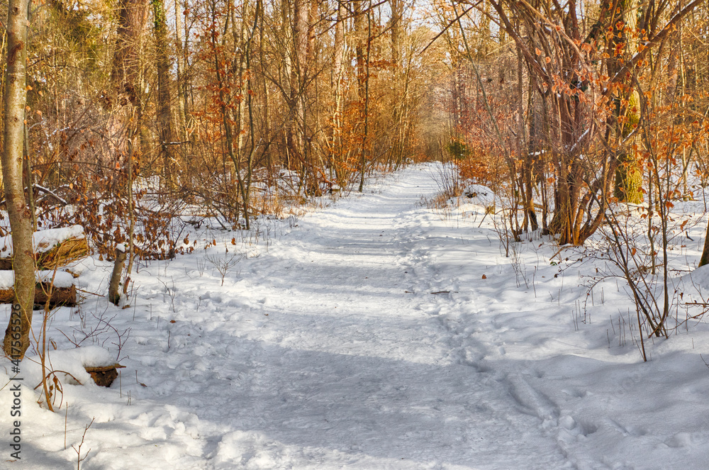 Fototapeta premium Snowy path into several trees in a forest