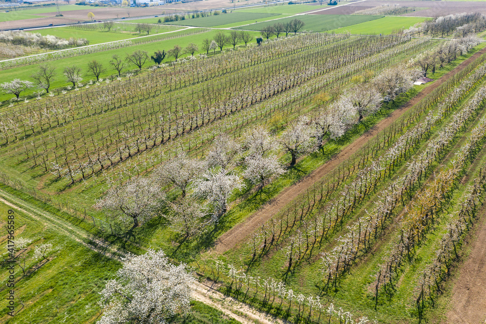 Bird's eye view of blooming cherry trees near Wiesbaden / Germany on a sunny spring day Bird's eye view of blooming cherry trees near Wiesbaden / Germany on a sunny spring day