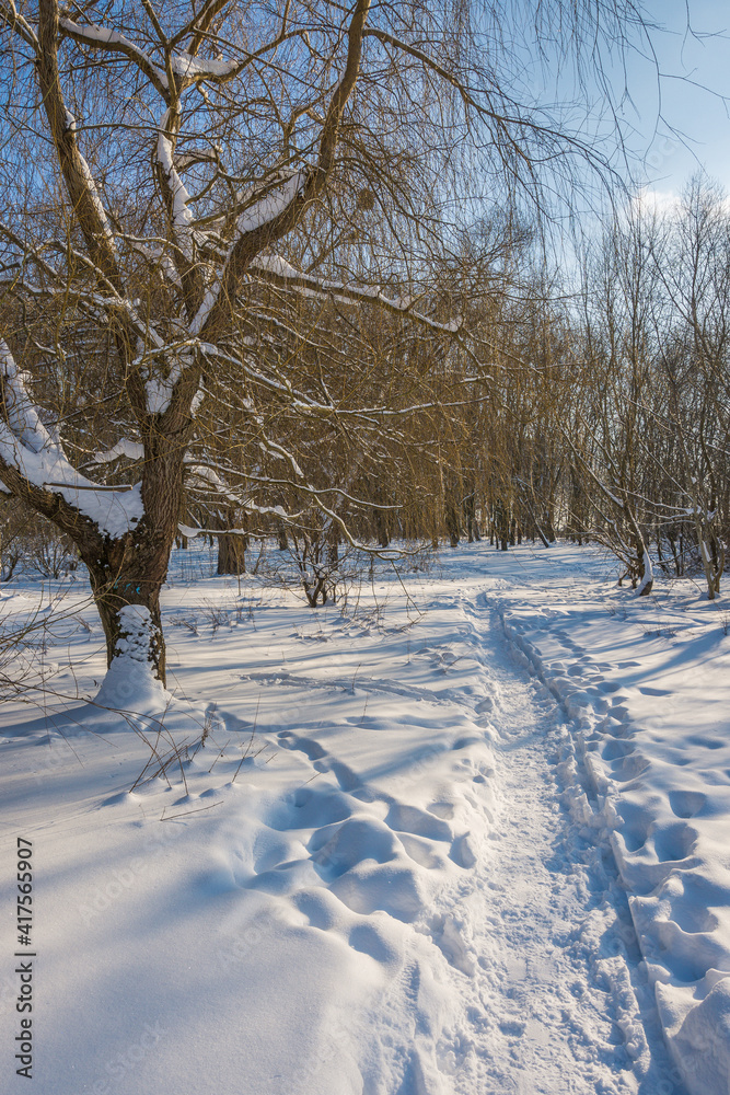 Sunny day in the frosty forest in the winter season. Landscape with forest and perfect sunlight with snow and clean sky. Beatuful contrast of snow shapes and shadows Sunny day in the frosty forest in the winter season. Landscape with forest and perfect sunlight with snow and clean sky. Beatuful contrast of snow shapes and shadows
