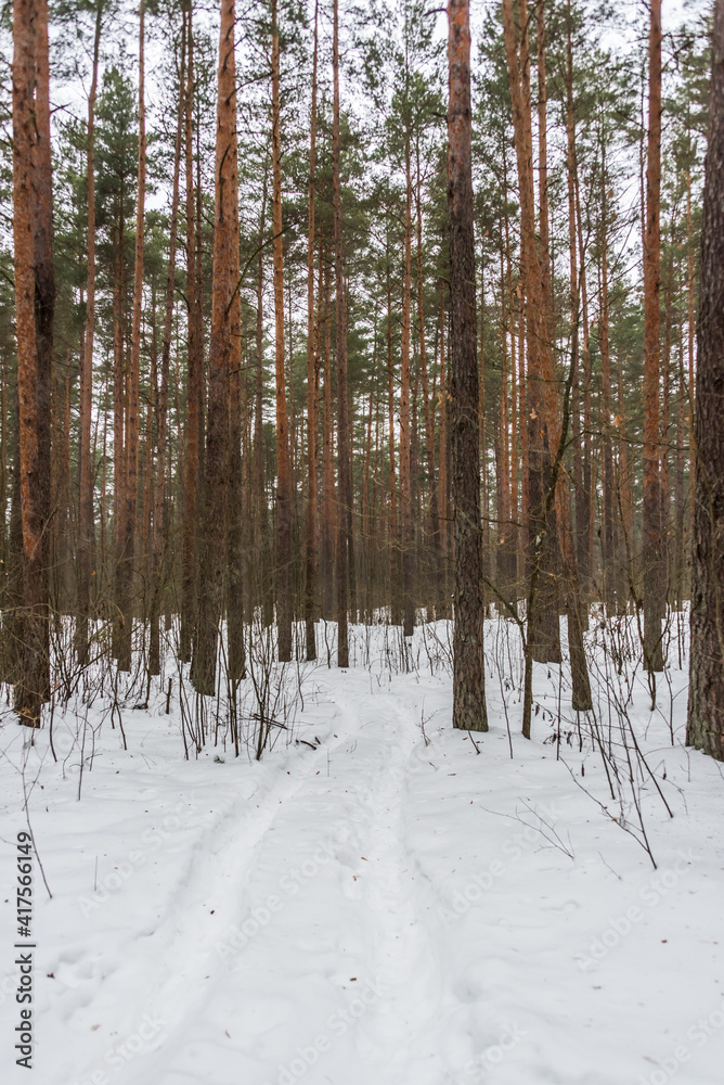 Fototapeta premium Snowy Path in a Pine Forest in Northern Europe