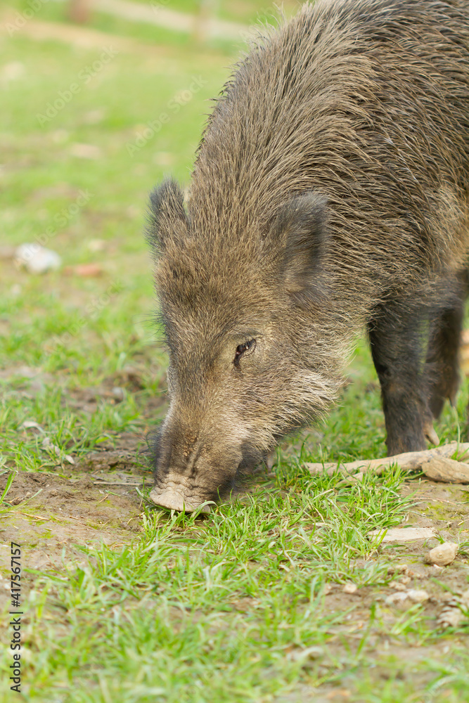 Wil boar ( Sus scrofa), winter-fur mammal eating grass in the meadow Wil boar ( Sus scrofa), winter-fur mammal eating grass in the meadow