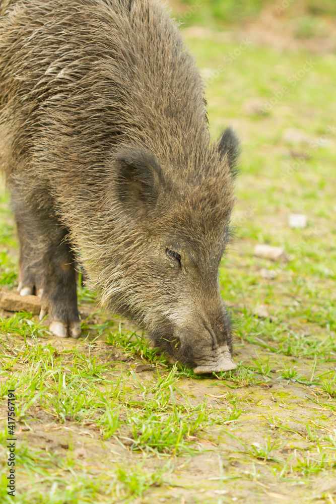 Wil boar ( Sus scrofa), winter-fur mammal eating grass in the meadow Wil boar ( Sus scrofa), winter-fur mammal eating grass in the meadow