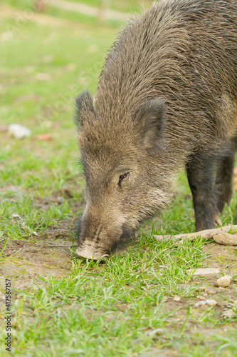 Wil boar ( Sus scrofa), winter-fur mammal eating grass in the meadow
