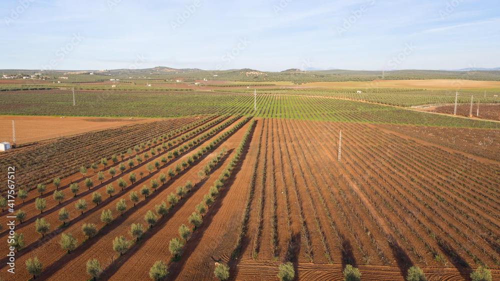 Aerial drone view of a olive trees plantage for the production of olive oil near Antequera, Andalusia, south Spain. Olive tree fiel seen from above