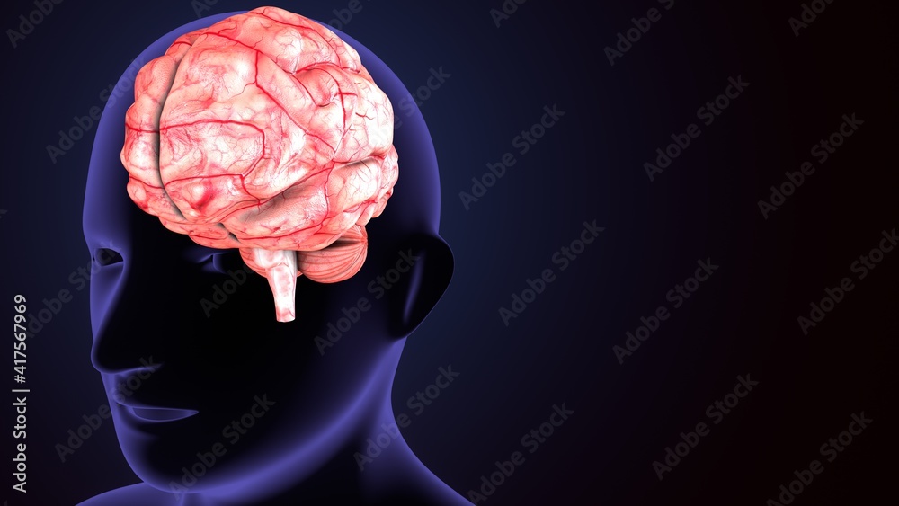 3d illustration human body brain anatomy. Stock Illustration | Adobe Stock
