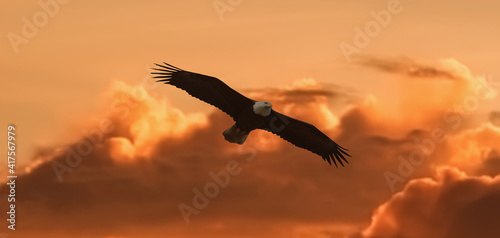 a silhouette eagle flying in clouds at sunset.