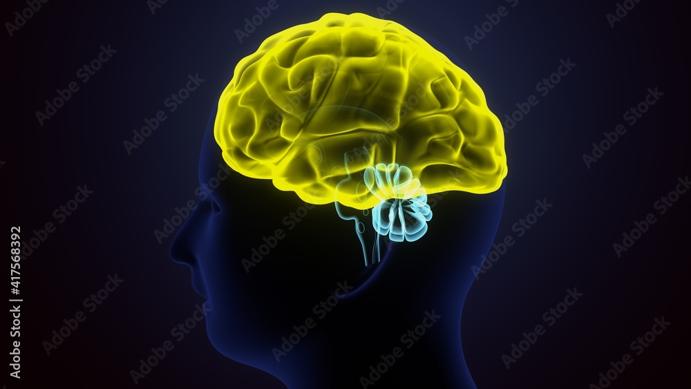 3d render of human brain cells anatomy.