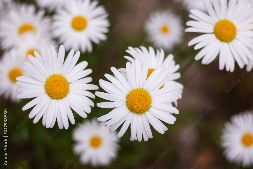 Fototapeta premium 배경으로 사용하기 좋은 꽃 이미지(A flower image great for use as a background)