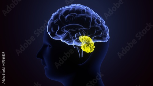 Foto 3d illustration of human body brain cerebellum anatomy.