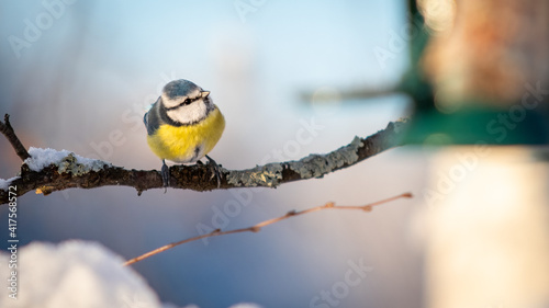 Obraz na plátně Eurasian blue tit (Cyanistes caeruleus) sitting near a bird feeder with negative