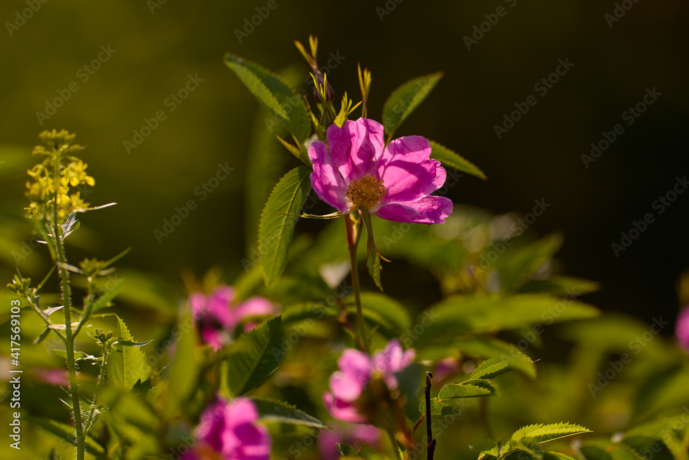 Pink flowers on a green blurred background Pink flowers on a green blurred background