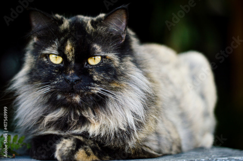 Portrait of a Dark Cat