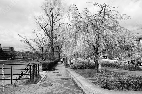 Kyoto sakura. Japan black and white.