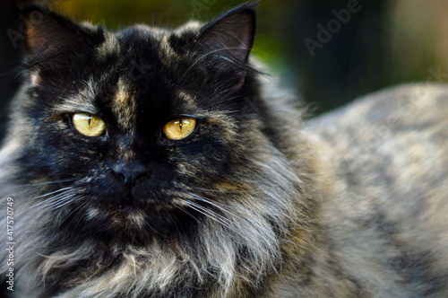 Close Up Portrait of a Persian Cat