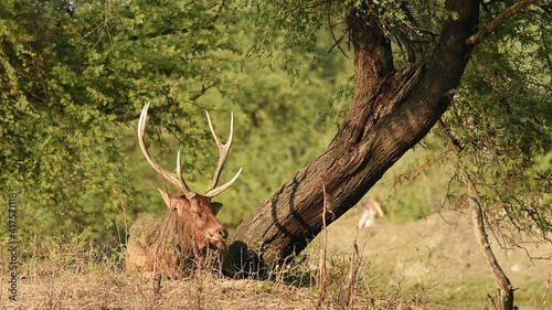 Close up shot of male sambar deer or rusa unicolor with big horns resting in natural green background during wildlife outdoor safari in forest of central india photo