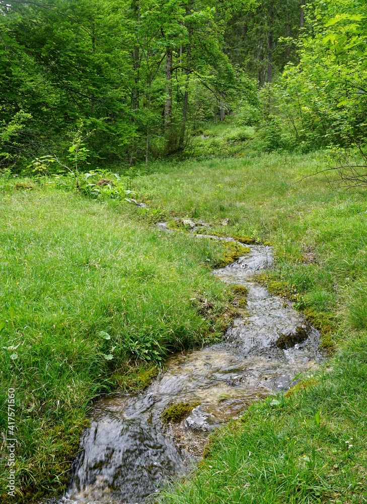 Small stream in a green forest in the Bavarian Alps Small stream in a green forest in the Bavarian Alps