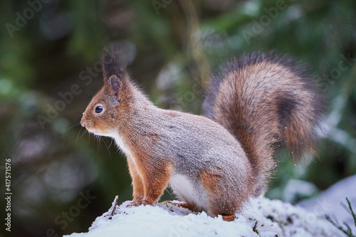 Squirrel sitting on snow © Boxun