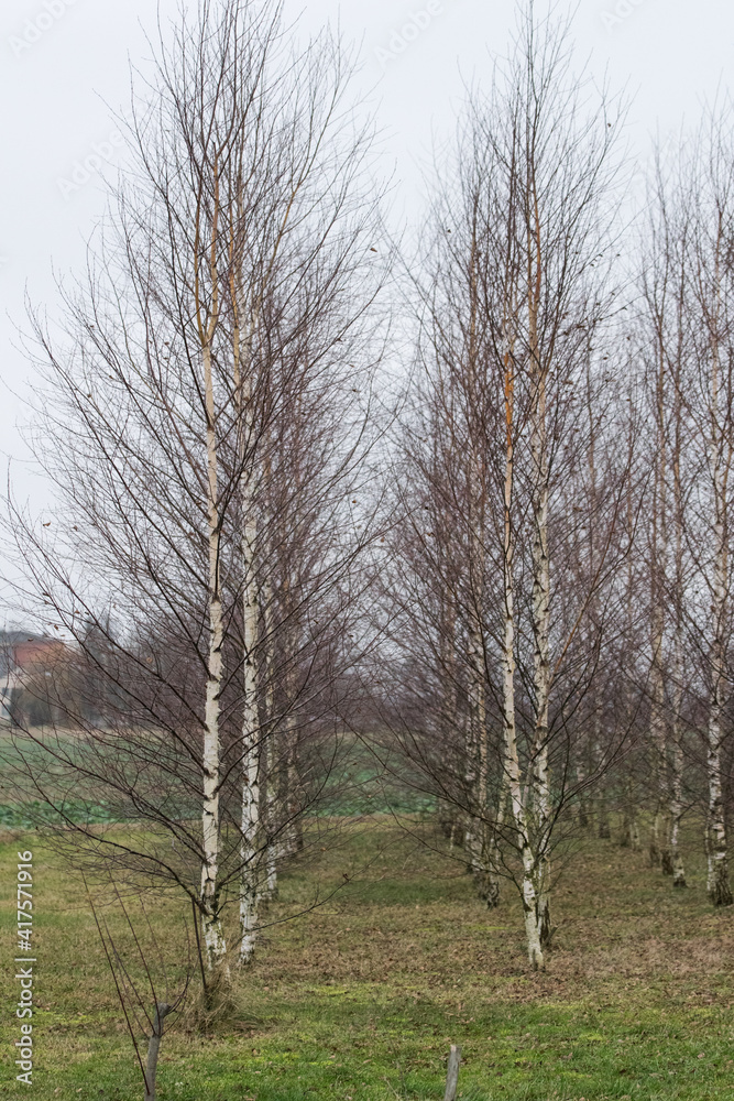 A new birch grove planted by people. How to plant trees yourself. Small birches. A new birch grove planted by people. How to plant trees yourself. Small birches.