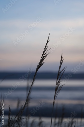 Reeds at the beach sunset